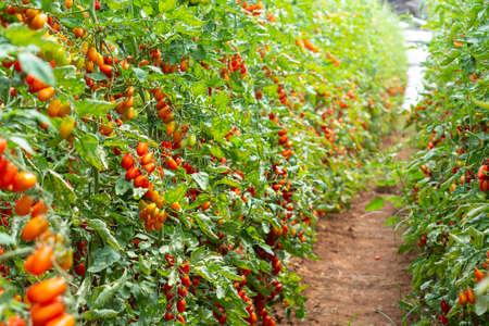 103,780 Tomato Farm Stock Photos and Images - 123RF