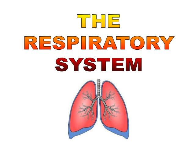 http://image.slidesharecdn.com/respiratorysystem-130105083655-phpapp01/95/respiratory-system-1-638.jpg?cb=1357375200