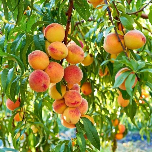 A Guide to Frost-Proof Peach Trees - This Old House