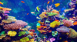 Image result for coral reef