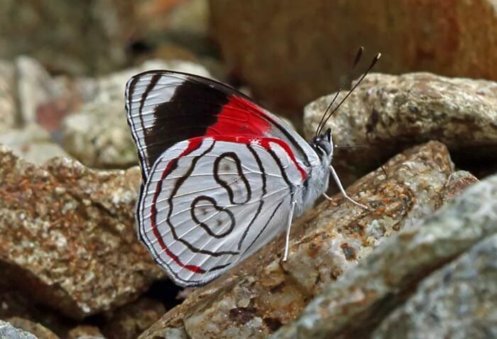 Diaethria