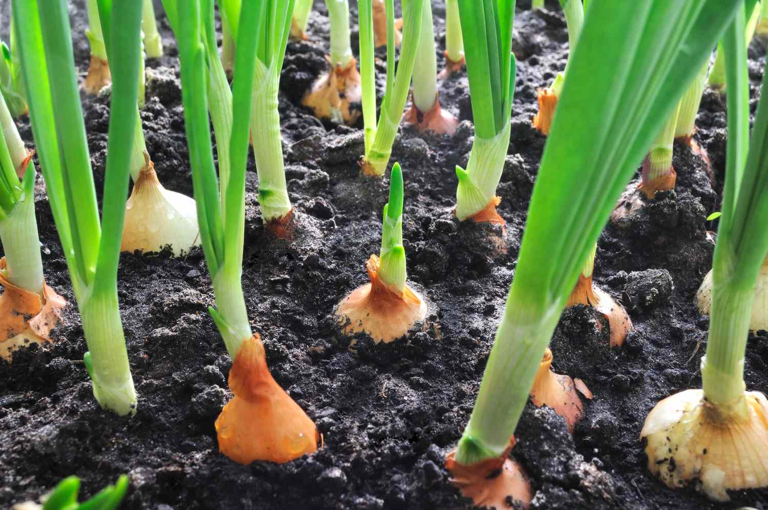 Onion
