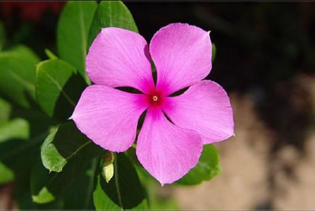 Common flower