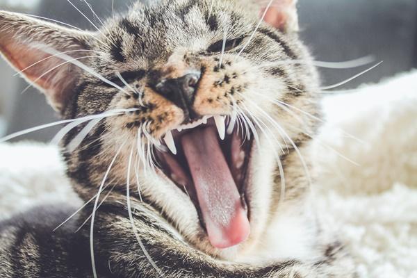 A cat yawning with its mouth open

Description automatically generated with medium confidence