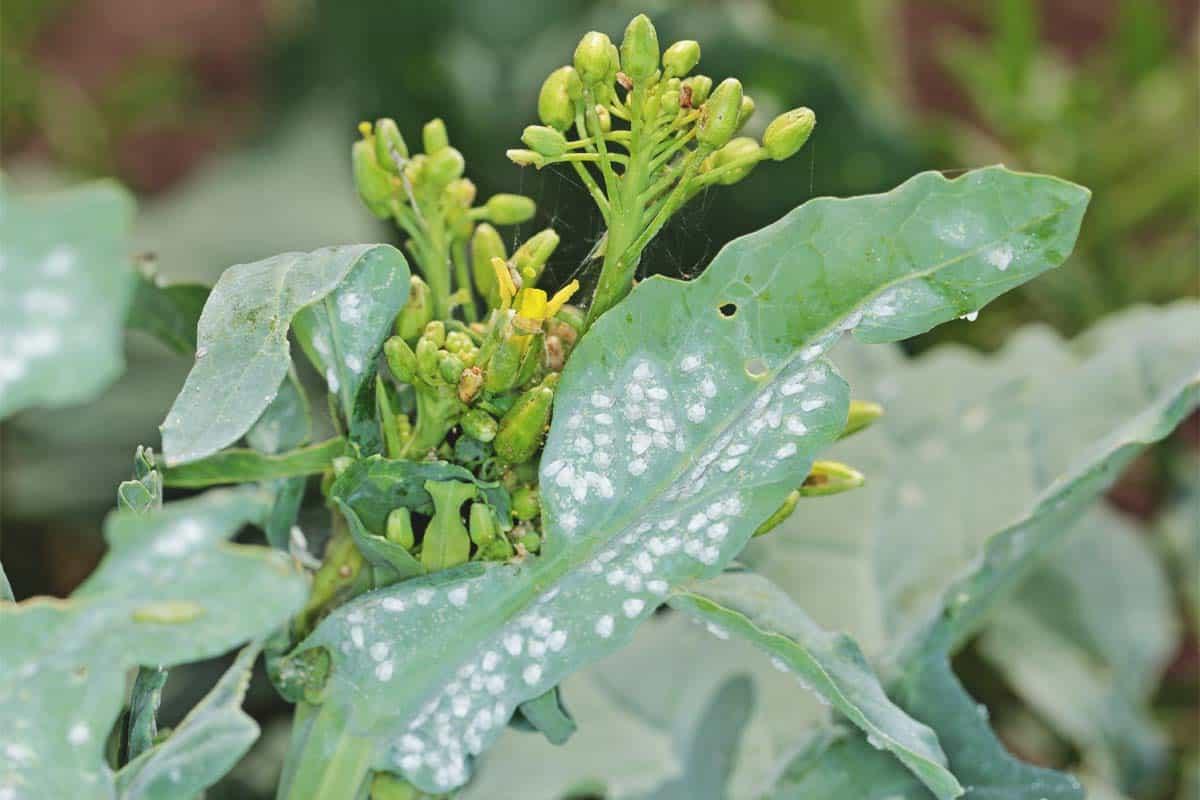 How-to-Spot-Eliminate-and-Prevent-Whiteflies-in-the-Garden-FB
