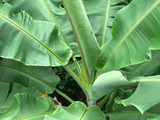 vastu plants for home banana tree