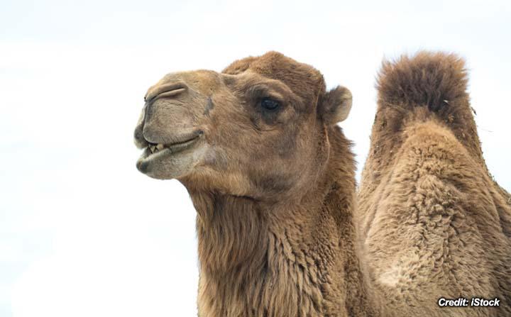 Chemical Immobilization of Camels.jpg