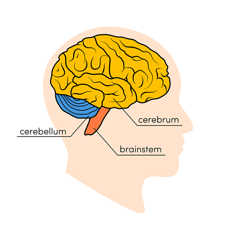 Diagram of the brain's major parts: cerebrum, cerebellum and brainstem