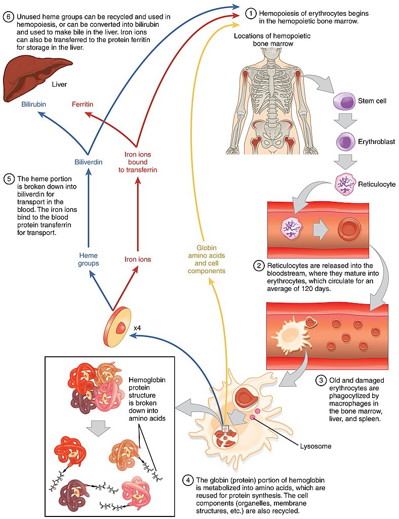 Bilirubin &  urobilinogen In urine | Urinalysis
