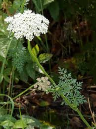 Cambridge milk parsley