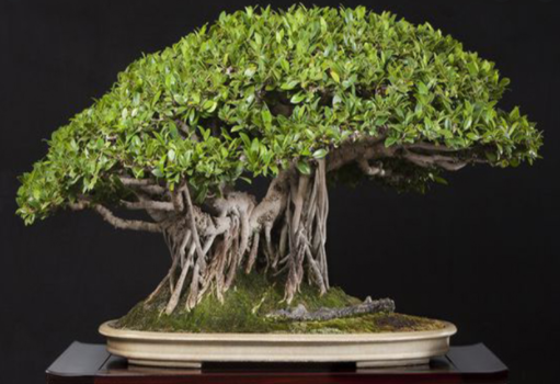 Cây Xanh Miền Nam cung cấp đa dạng các loại  cây bonsai