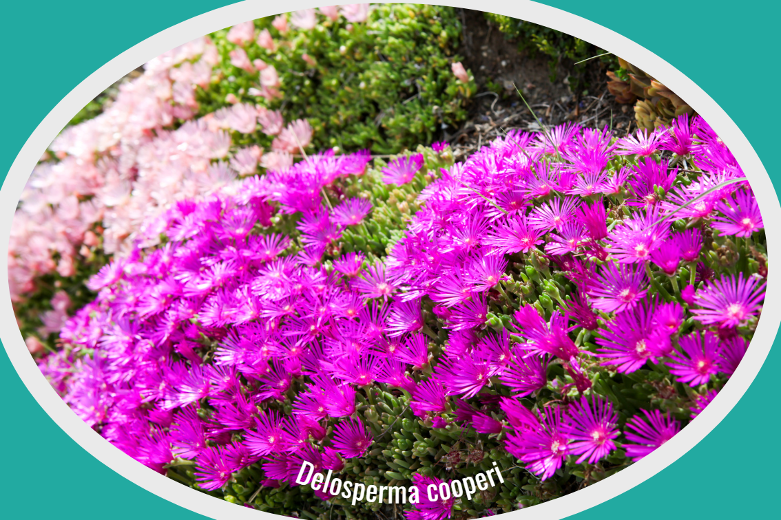 Delosperma cooperi