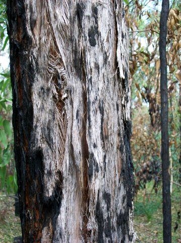 What are the fire-burning characteristics of stringybark firewood