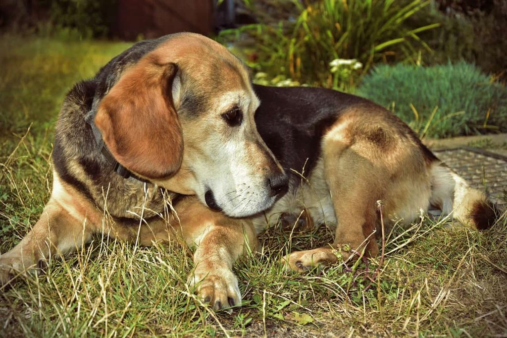 a Beagle dog taking rest
