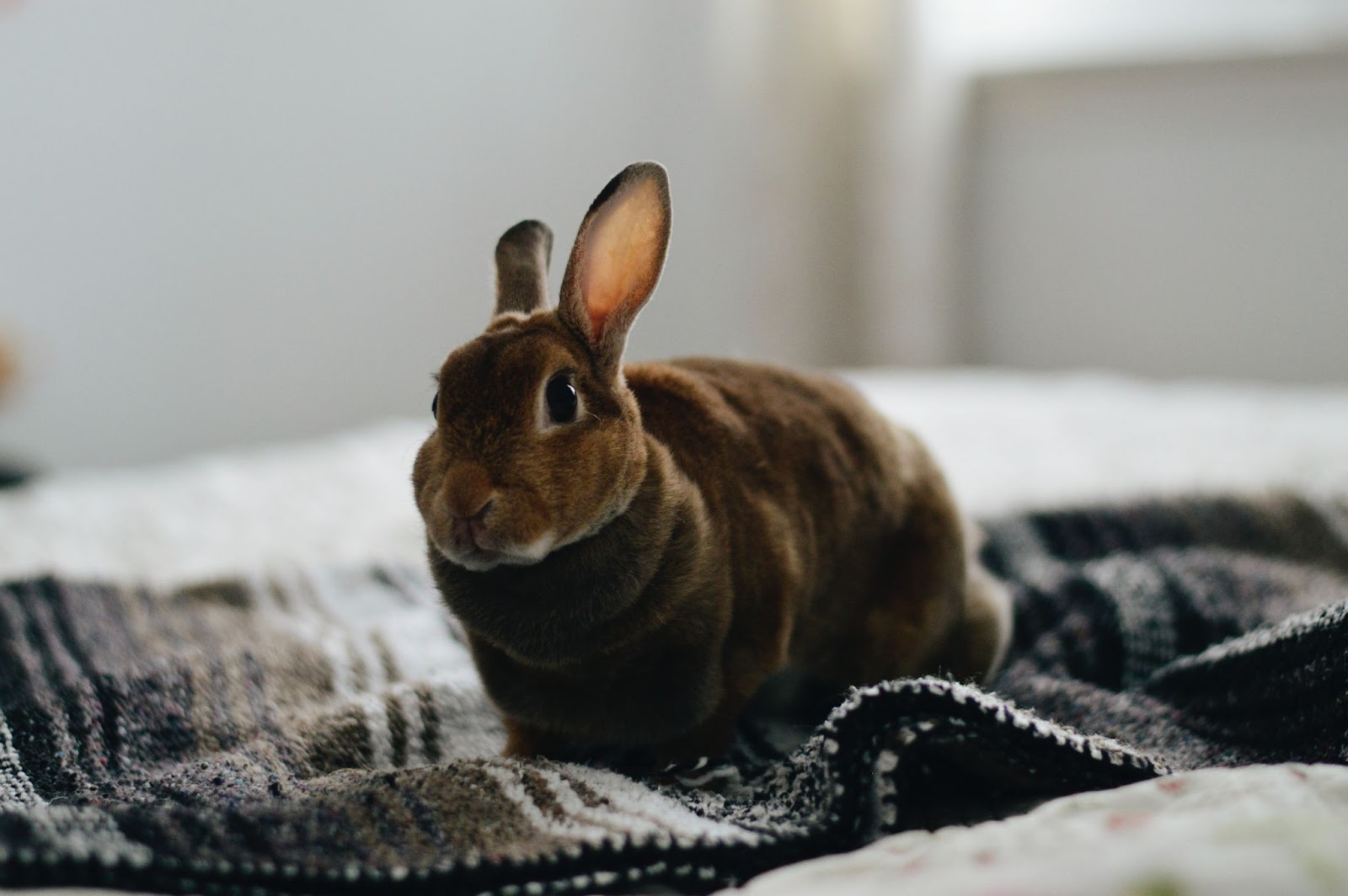 Rabbit on the bed