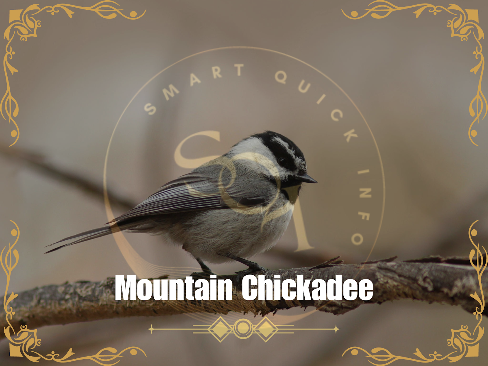 Mountain Chickadee