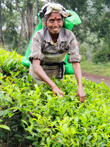 Tea picker in Sri Lanka
