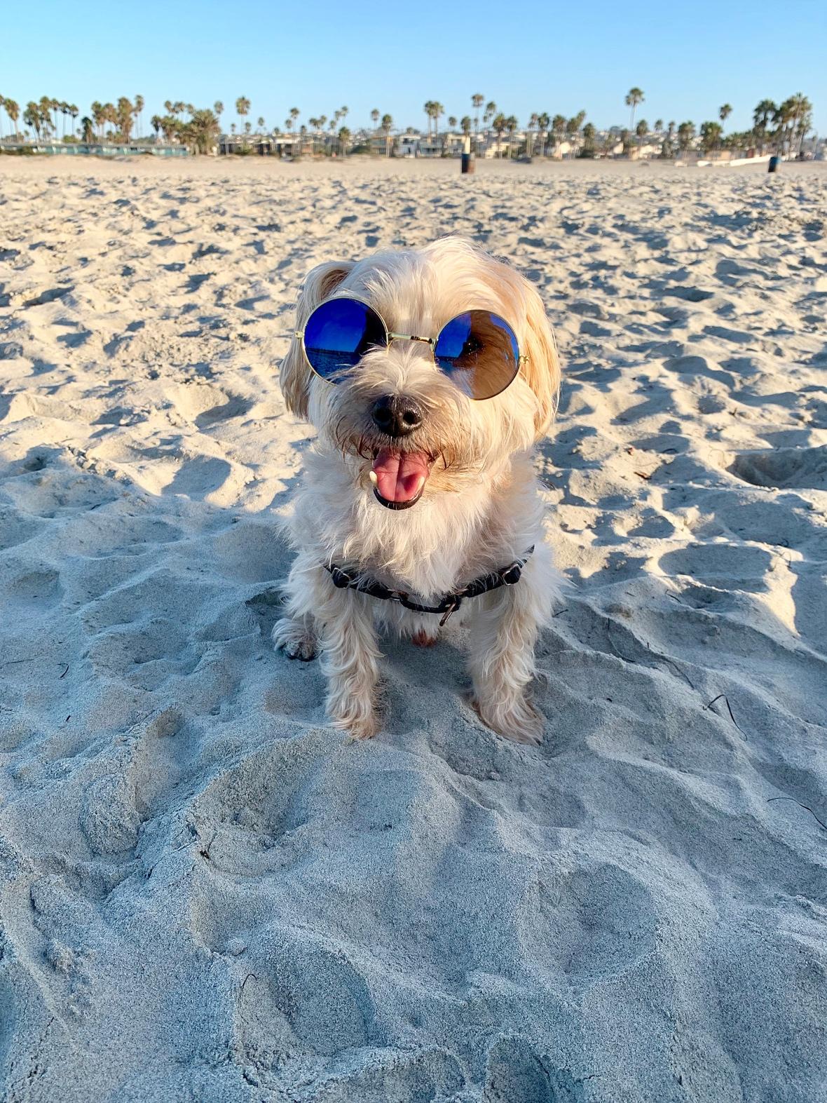 small dog maltese Yorkshire terrier travel to San Diego beach holiday in the sand sunglasses