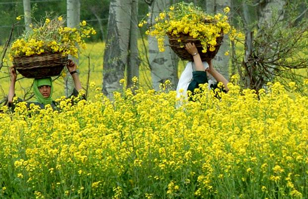 Healthy mustard crop