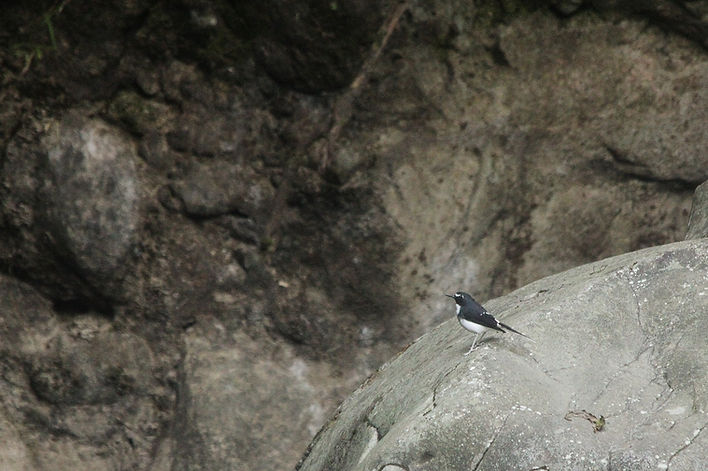 A Sundaa Forktail perched on the rock