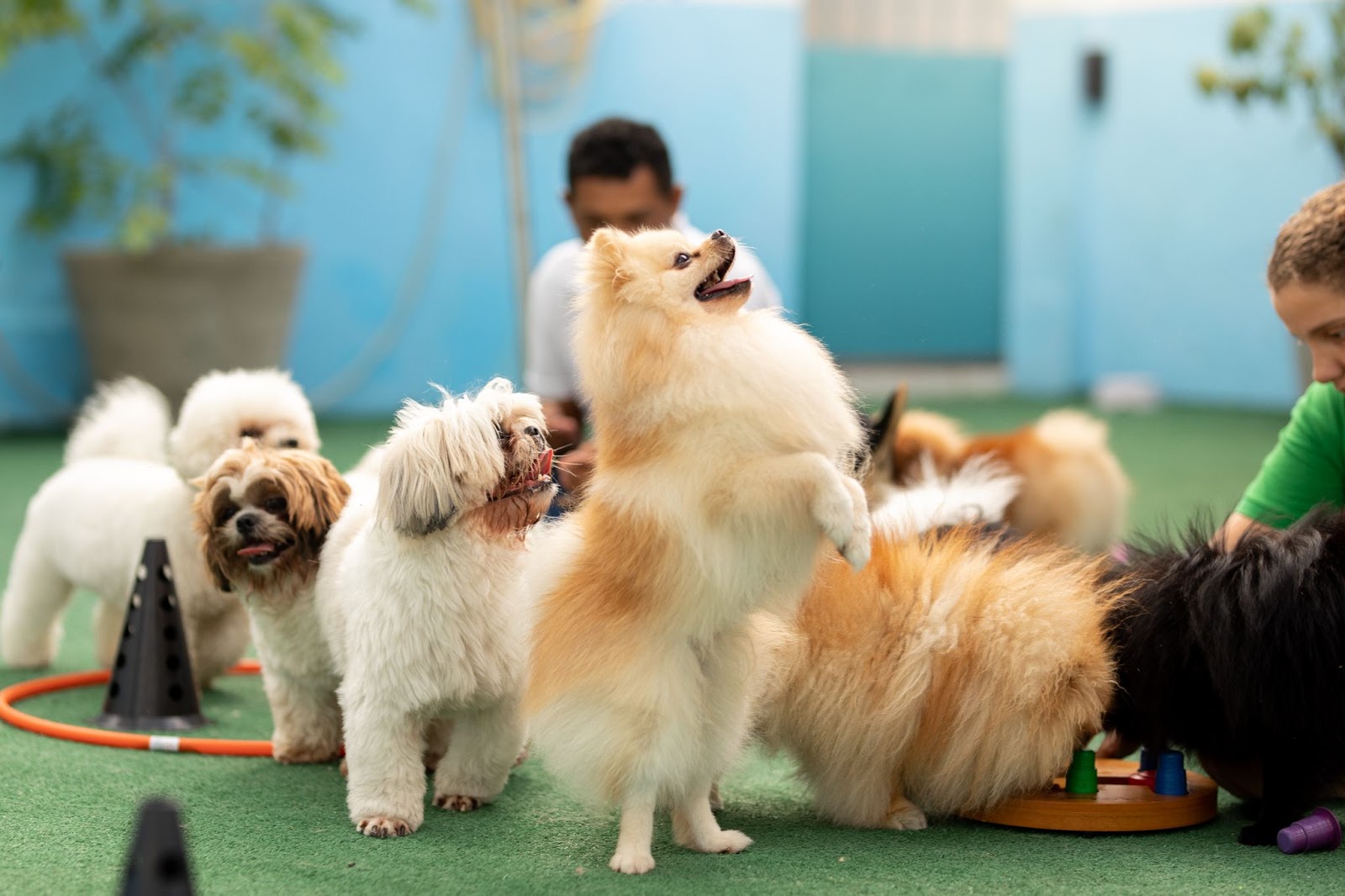 Lulu da pomerânia brincando com outros cachorros em hotel pet 