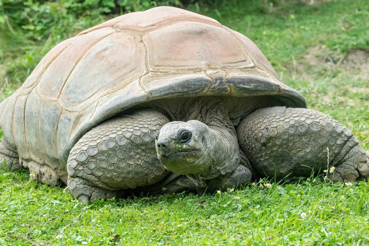 Can Tortoises Eat Mango