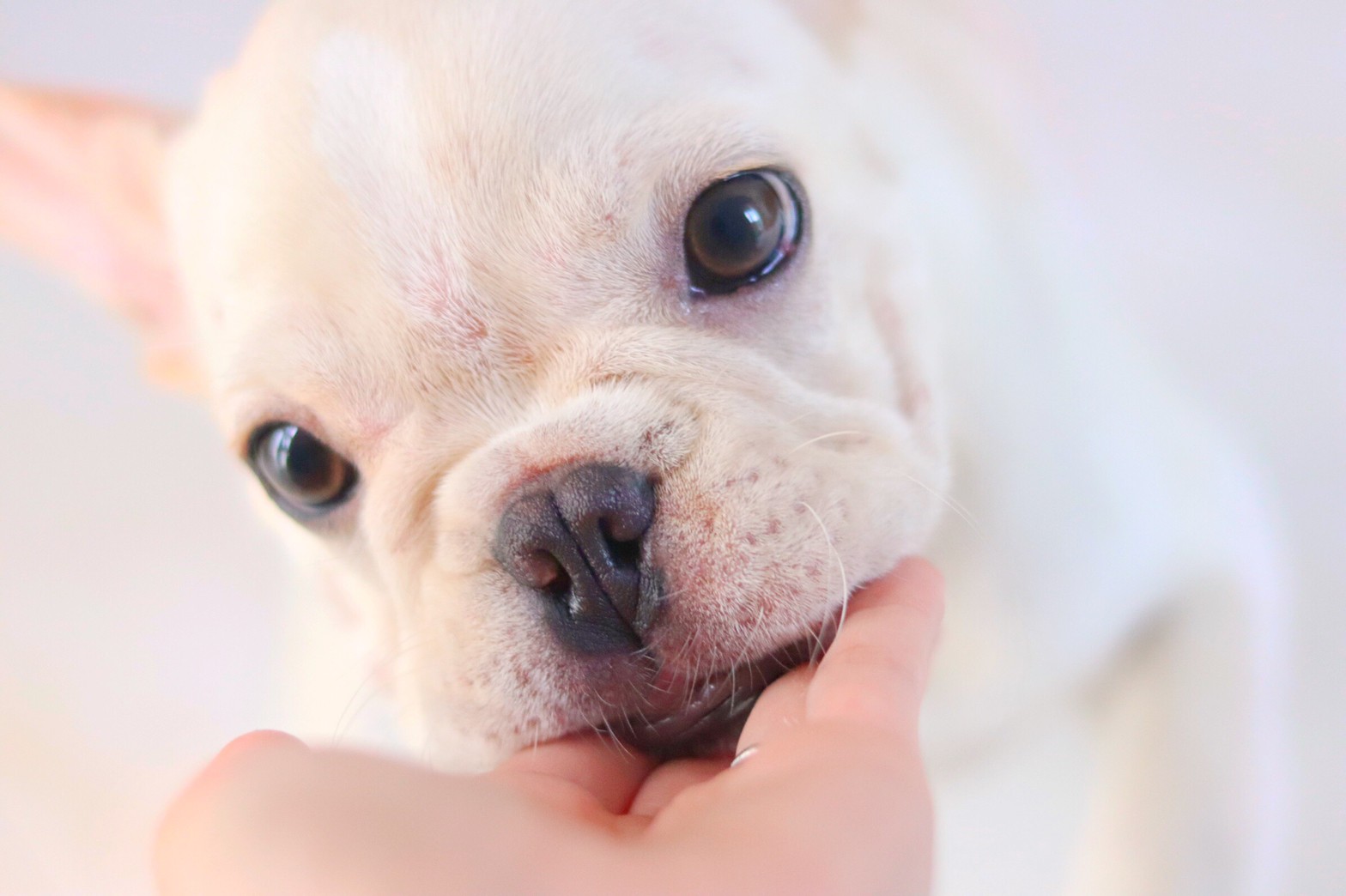 愛犬が舐めても大丈夫 ペットと暮らす人の化粧水 乳液 ドッグセラピストmamioの部屋