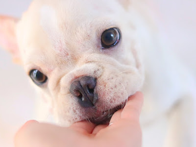 上 犬 ハンドクリーム なめる 160424-犬 ハンドクリーム なめる