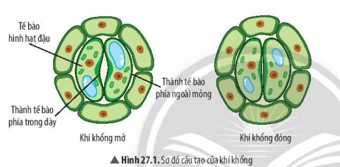 Câu hỏi trang 124 SGK TN&XH 7 CTST tập 1 