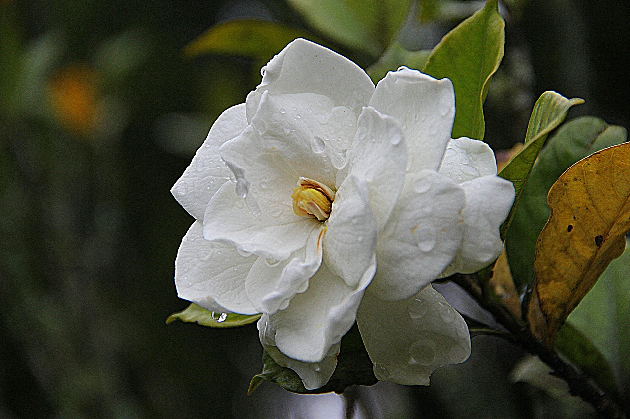 El perfume floral de gardenia