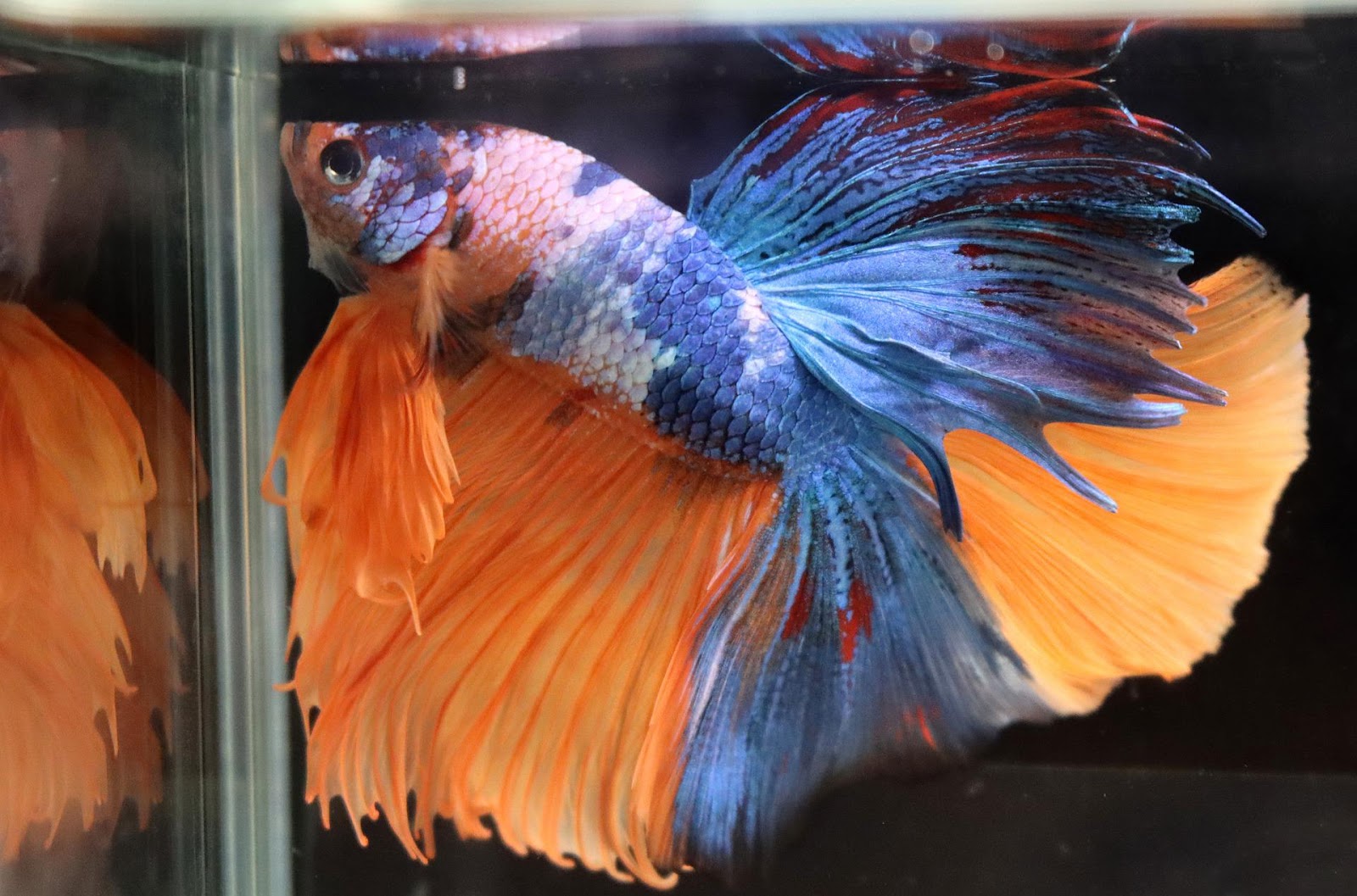 Colorful betta fish in tank
