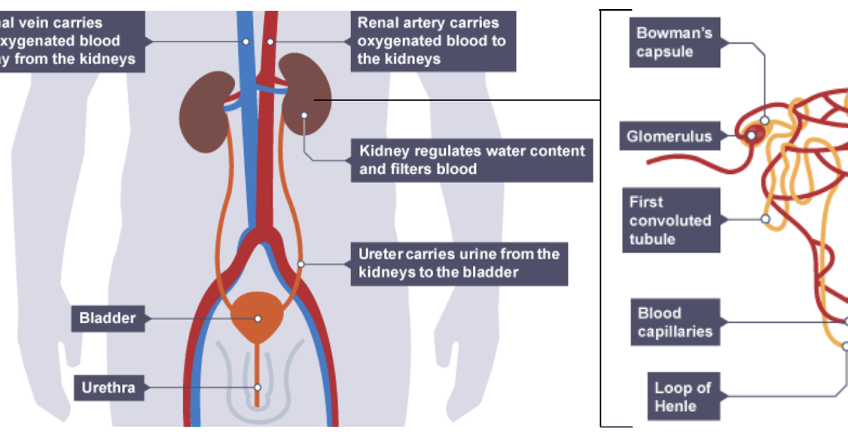 IGCSE Biology Notes: 2.69: Understand How the Kidney Carries Out its