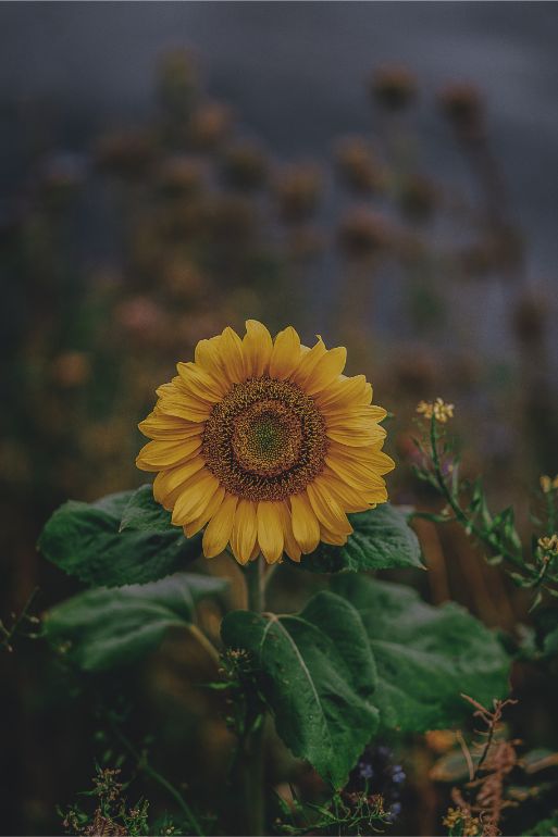 Profundidade de campo - Girassol - razões para aprender a fotografar no modo manual