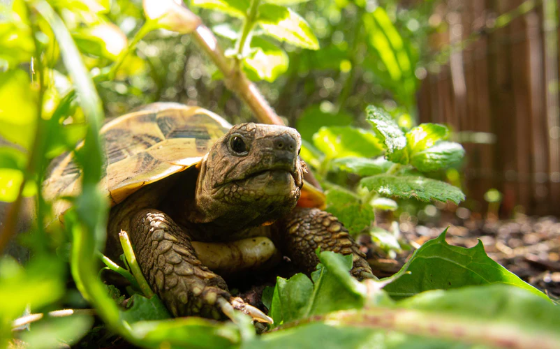 How to Set Up an Outdoor Tortoise Enclosure | Your Complete Guide Blog