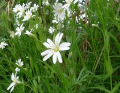 greater stitchwort