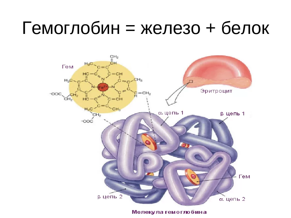 Структура эритроцита и гемоглобина. Белок гемоглобин. Гемоглобин это белок крови. Железо в гемоглобине. Гемоглобин образуется в результате