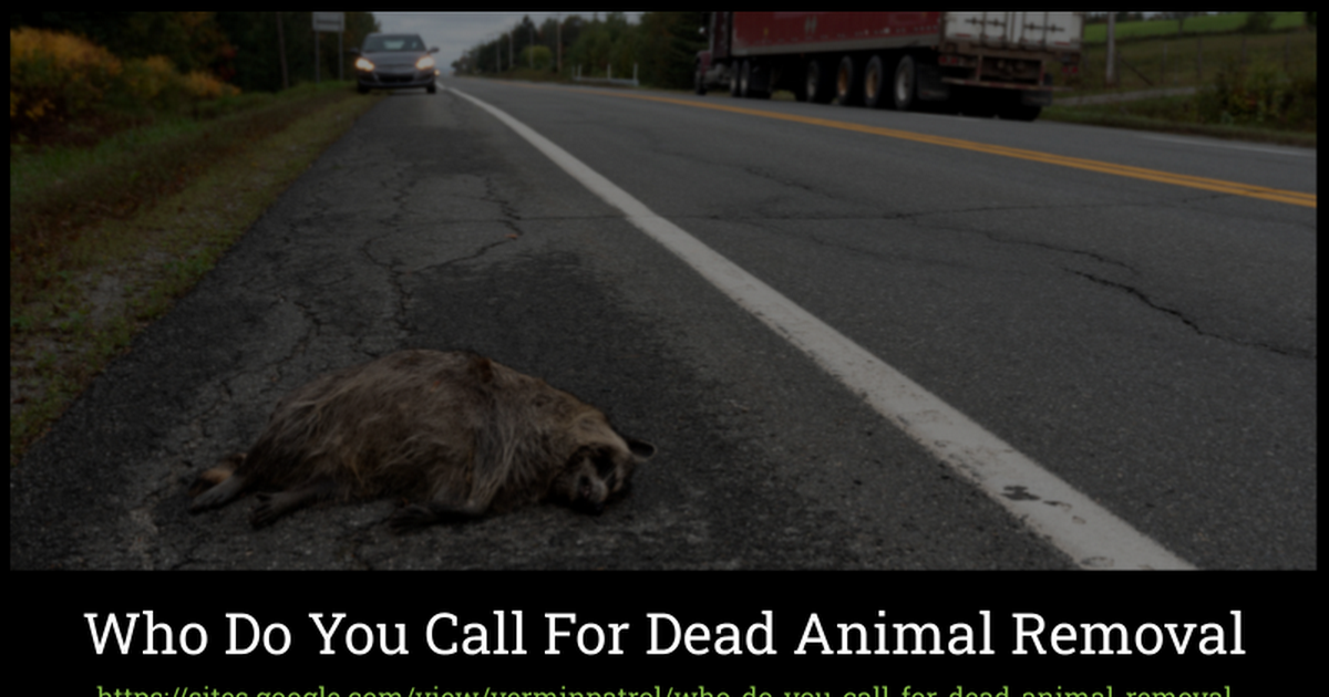 who-do-you-call-for-dead-animal-removal-google-slides