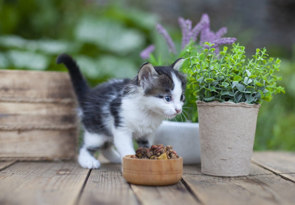 How to Get a Kitten to Eat Dry Food