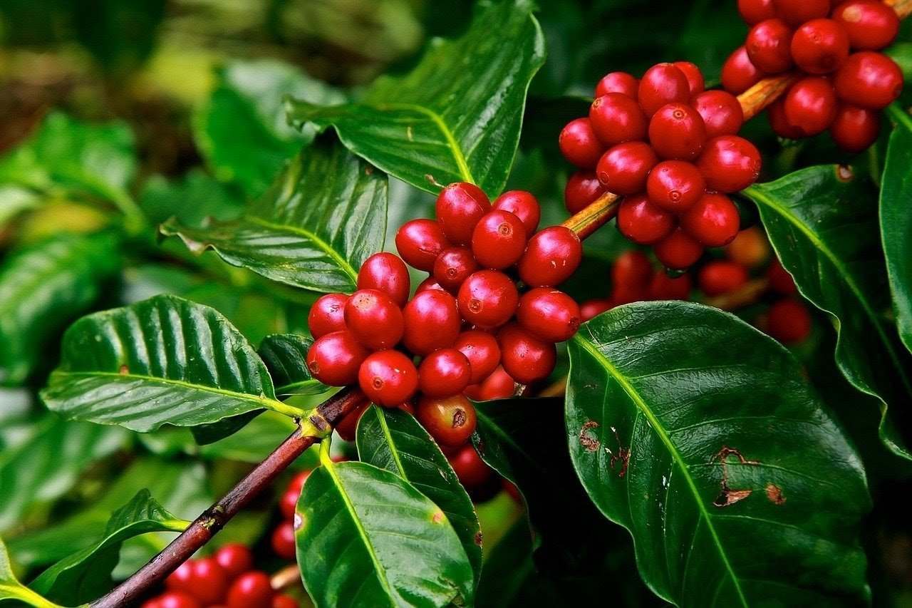 khác nhau giữa cà phê arabica, robusta