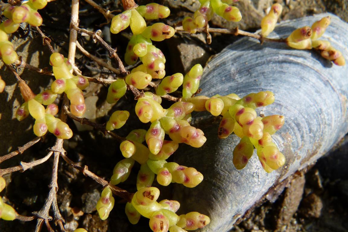 C:\Users\user\Pictures\UK Plants\Bob Kirby\Salicornia pusilla 24244.jpg