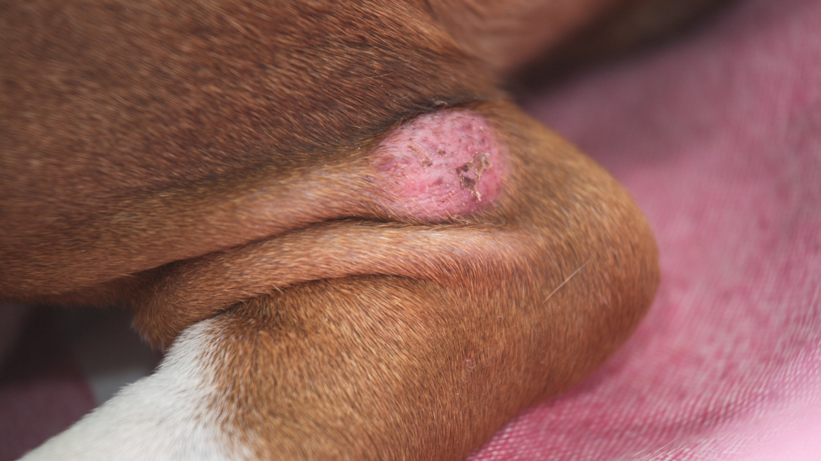 Ring worm on a dog causing a bald patch with no hair and tiny scabs