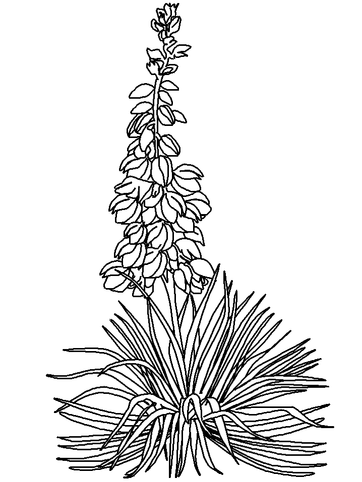 Risultati immagini per disegno yucca plants