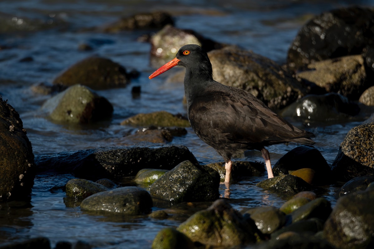 Black Oystercatchers Bird