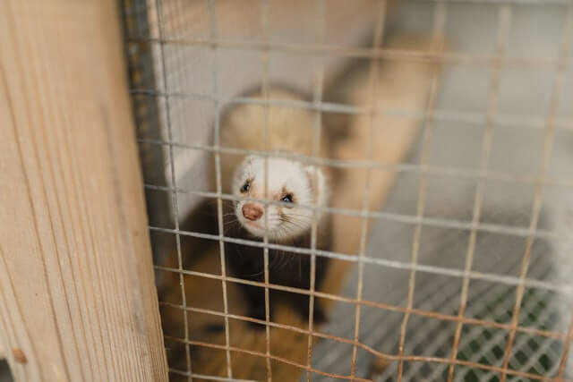 How Big Should a Ferret Cage Be?