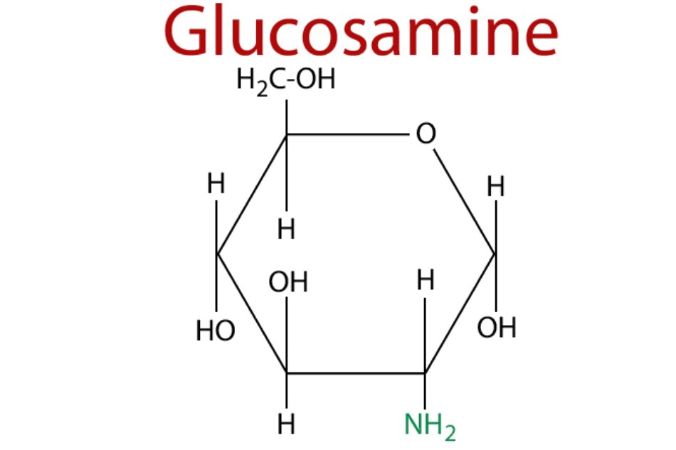 Glucosamine - hỗ trợ bảo vệ xương khớp, bổ xương khớp