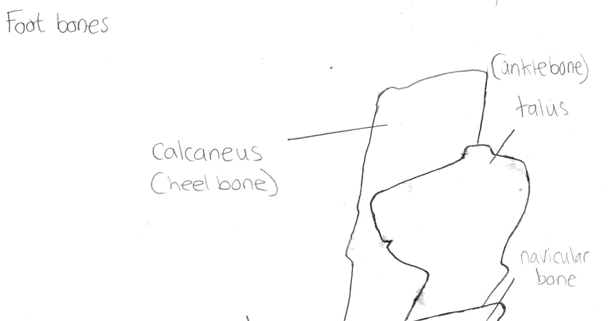 labelled diagram of foot bones.jpeg - Google Drive