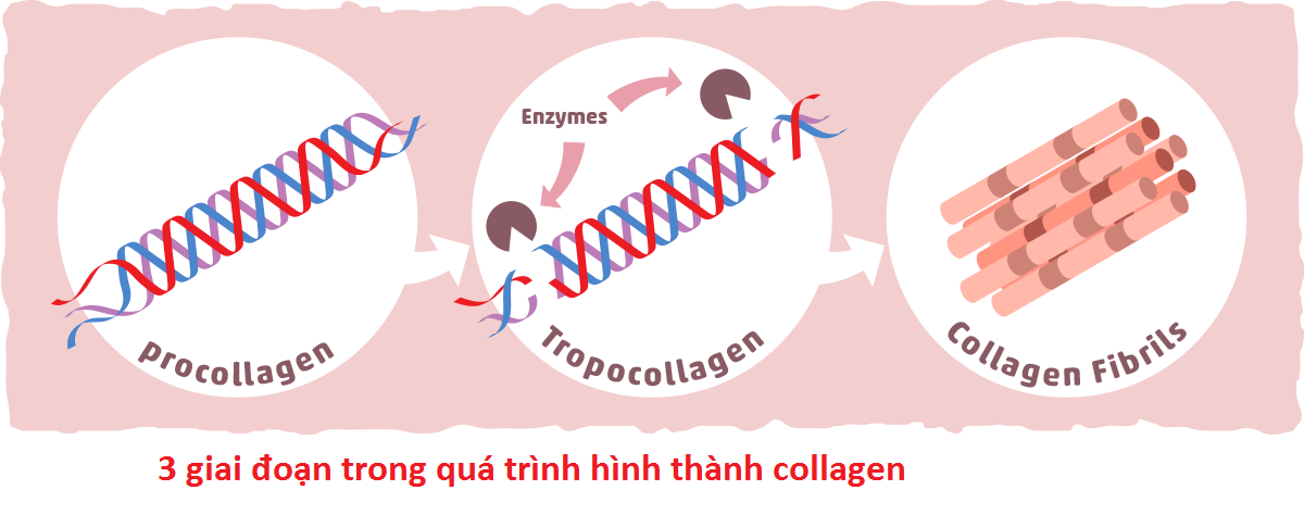 qua-trinh-hinh-thanh-collagen
