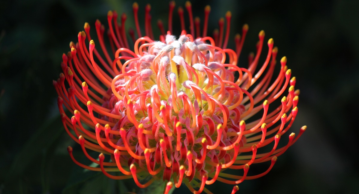 Australian native wild flower