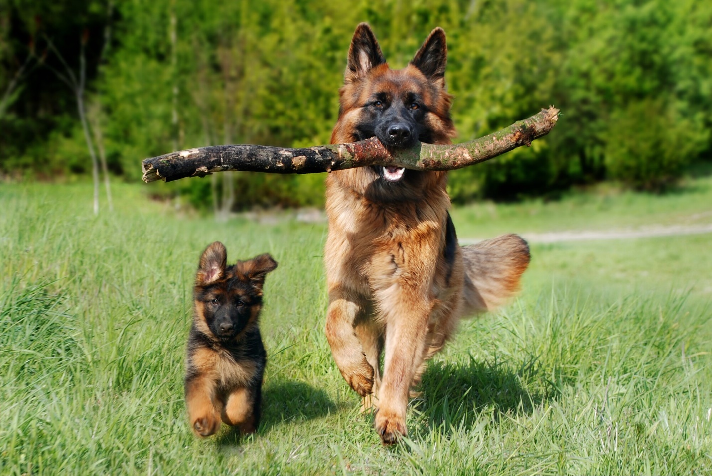 5 Hard Truths About the German Shepherd Breed