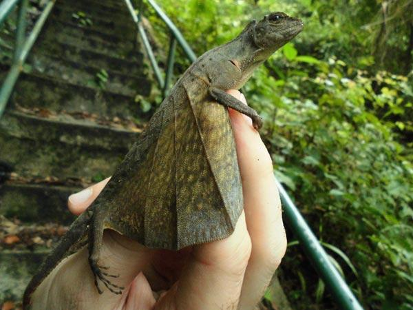 picture of a flying lizard standing on a human's hand